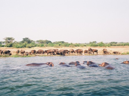 Hippos and Buffalo, QE National Park, Uganda